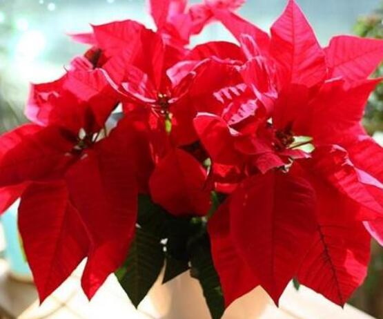 一品紅的花語是什么,普天同慶、共祝新生(圣誕之花)