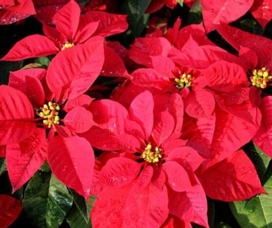 一品紅的花語是什么,普天同慶、共祝新生(圣誕之花)