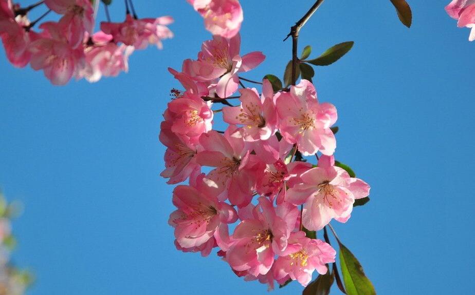 海棠花怎么養(yǎng)護(hù),要從選盆和選土入手