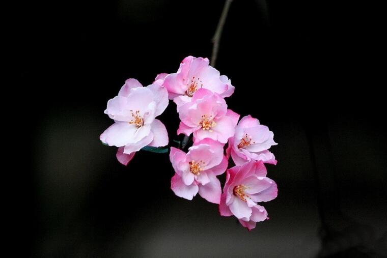 海棠花怎么養(yǎng)護(hù),要從選盆和選土入手