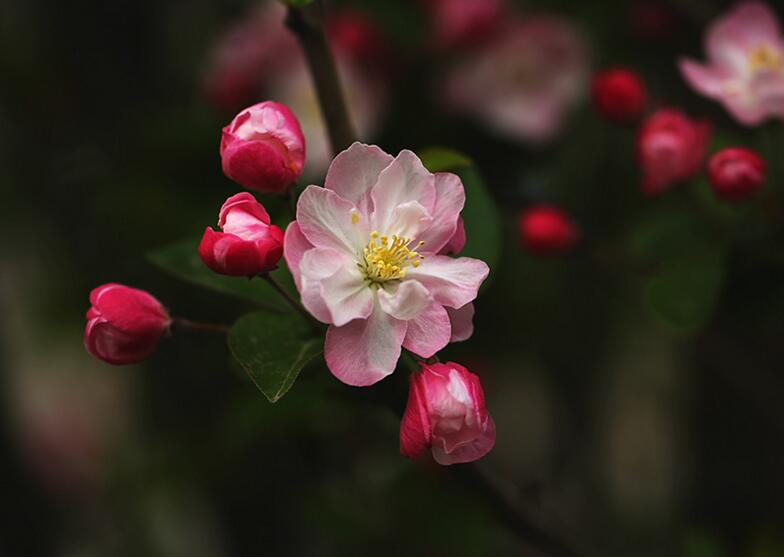 海棠花怎么養(yǎng)護(hù),要從選盆和選土入手