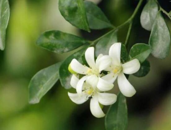 九里香每年開多少次花,一年獨開一次花(花期4-8月)