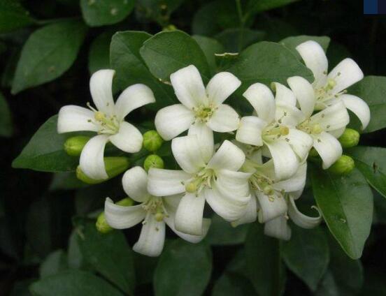九里香每年開多少次花,一年獨開一次花(花期4-8月)