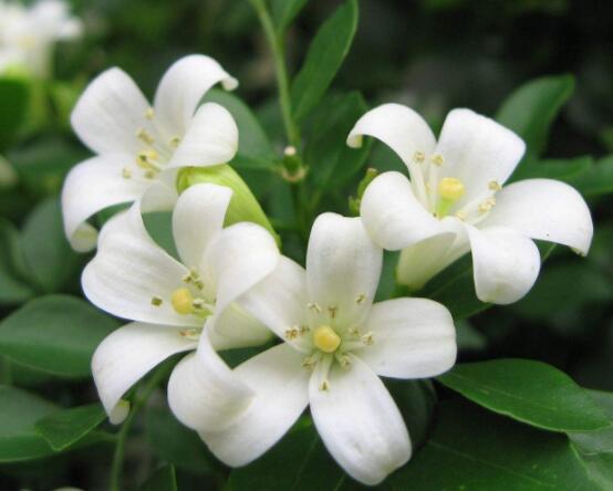九里香每年開多少次花,一年獨開一次花(花期4-8月)