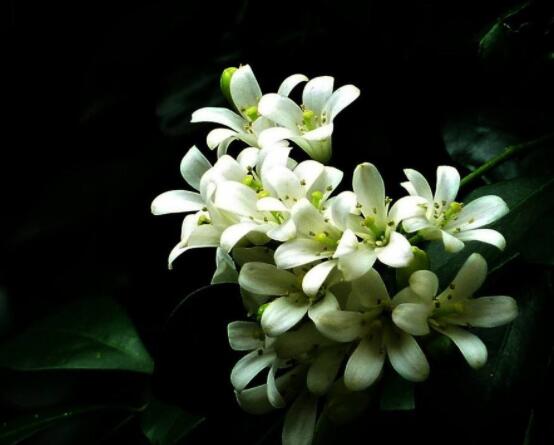 九里香每年開多少次花,一年獨開一次花(花期4-8月)