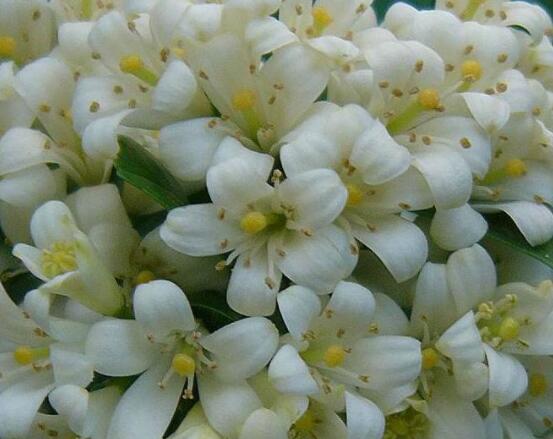 九里香每年開多少次花,一年獨開一次花(花期4-8月)