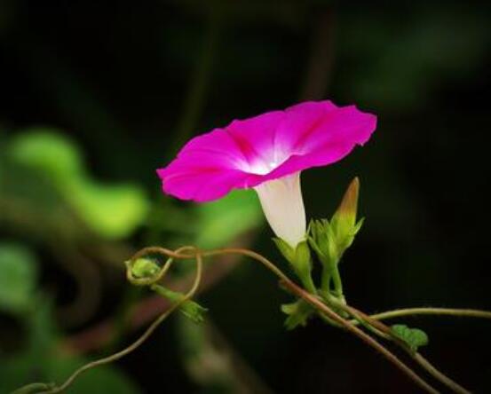 盆栽牽牛花怎么打理,做好六個養護要點高枕無憂(花開茂盛)