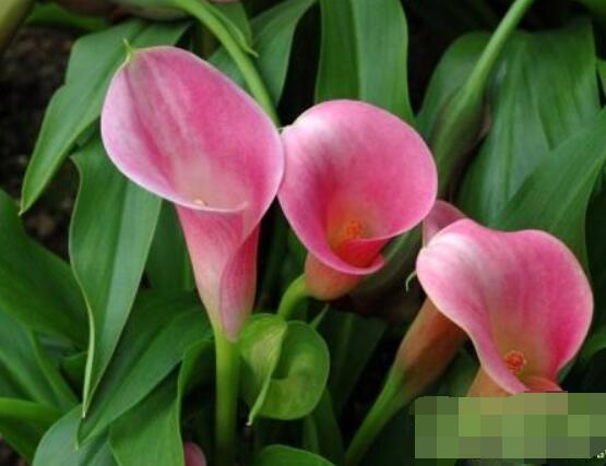粉色馬蹄蓮花語是什么,代表著愛你一生一世