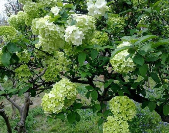 繡球花可以噴水嗎,可以/促進(jìn)枝葉生長(zhǎng)、花開(kāi)茂盛