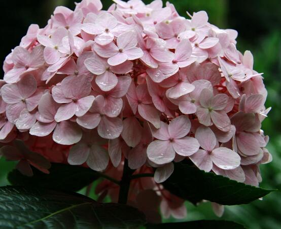 繡球花可以噴水嗎,可以/促進(jìn)枝葉生長(zhǎng)、花開(kāi)茂盛