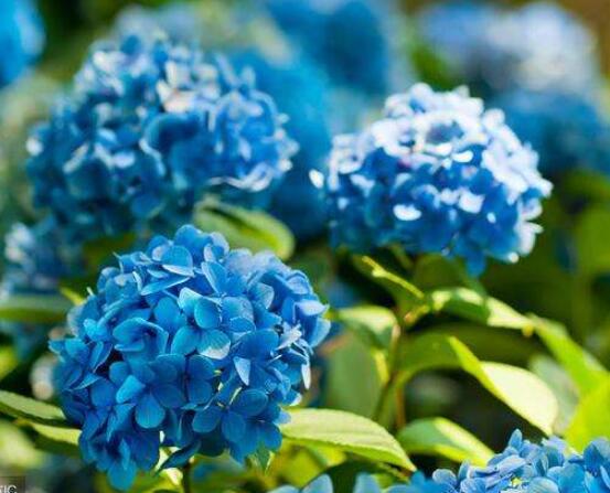繡球花可以噴水嗎,可以/促進(jìn)枝葉生長(zhǎng)、花開(kāi)茂盛