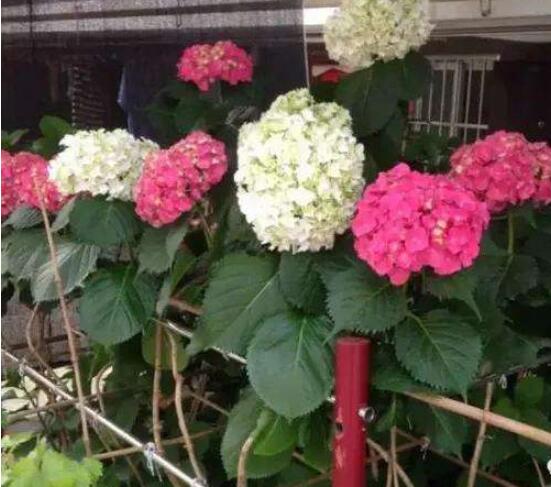 繡球花可以噴水嗎,可以/促進(jìn)枝葉生長(zhǎng)、花開(kāi)茂盛