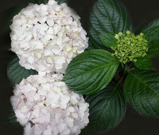 繡球花可以噴水嗎,可以/促進(jìn)枝葉生長(zhǎng)、花開(kāi)茂盛