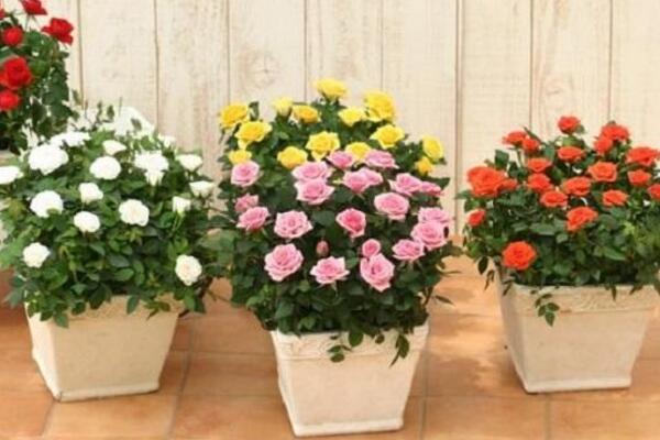 爬藤薔薇花的養殖方法,讓薔薇花爆盆的5大要點