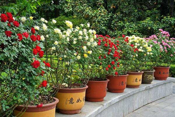 爬藤薔薇花的養殖方法,讓薔薇花爆盆的5大要點
