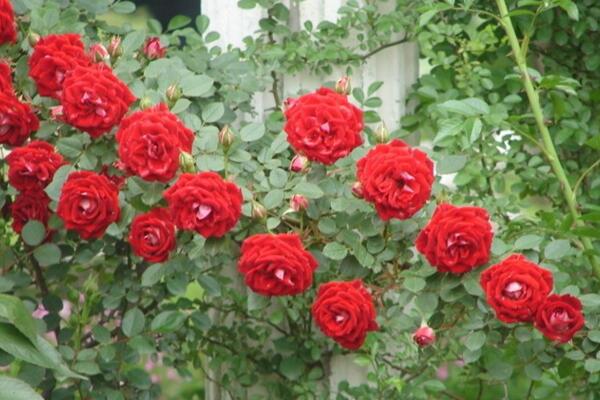爬藤薔薇花的養殖方法,讓薔薇花爆盆的5大要點