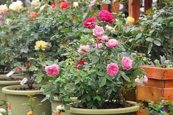 爬藤薔薇花的養殖方法,讓薔薇花爆盆的5大要點