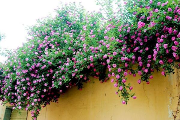 爬藤薔薇花的養殖方法,讓薔薇花爆盆的5大要點