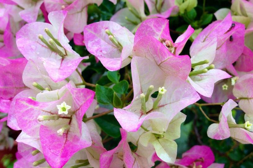 三角梅花期什么時候,養的好一年四季都可以開花