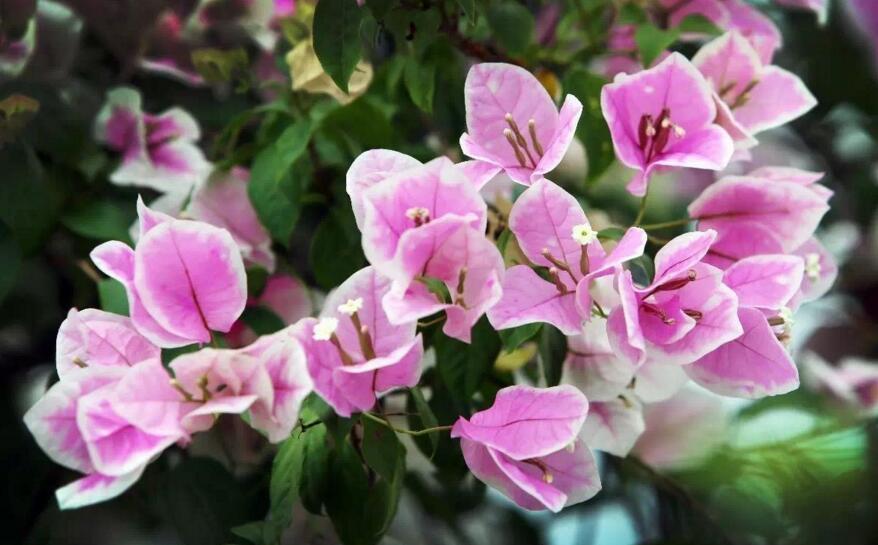 三角梅花期什么時候,養的好一年四季都可以開花