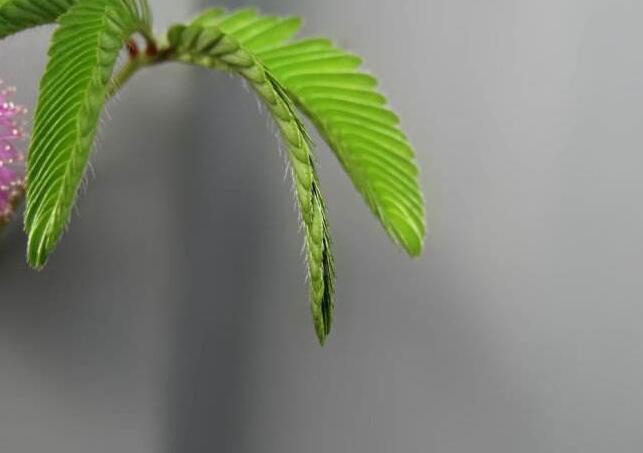 含羞草夏天能播種嗎,不能種/只能在春秋兩季栽種