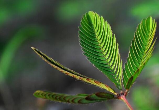 含羞草夏天能播種嗎,不能種/只能在春秋兩季栽種