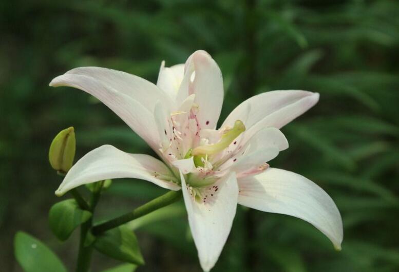 百合花寓意,不同的國家有著不同的寓意