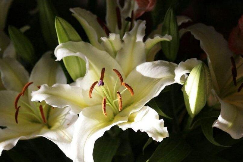 百合花寓意,不同的國家有著不同的寓意