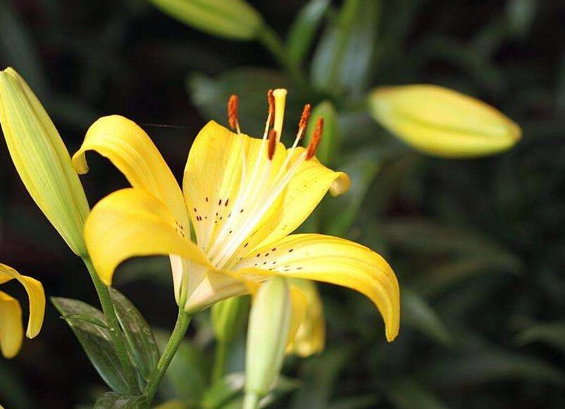 百合花寓意,不同的國家有著不同的寓意