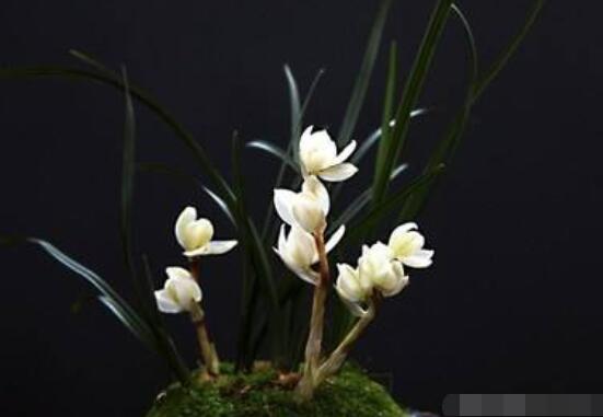 蘭花哪個(gè)品種最好,素冠荷鼎天價(jià)難買(mǎi)(鎮(zhèn)園之寶)