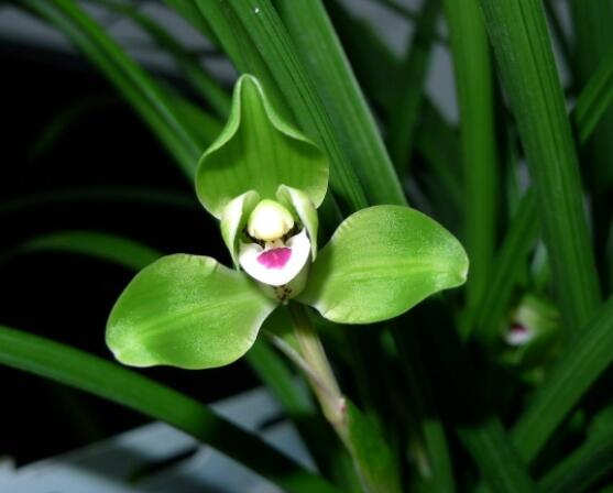 蘭花哪個(gè)品種最好,素冠荷鼎天價(jià)難買(mǎi)(鎮(zhèn)園之寶)