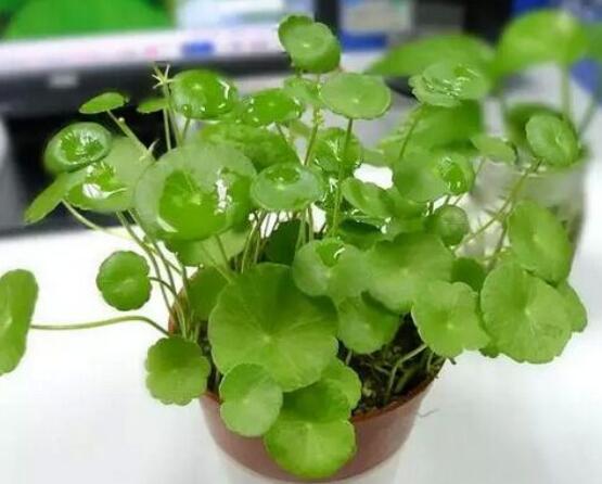 銅錢草泡水喝的作用,利尿排石、抗炎消炎