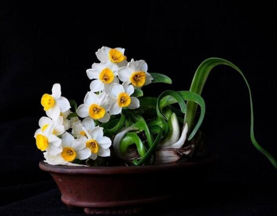 水仙花代表什么含義,純潔的愛情、吉祥祝福