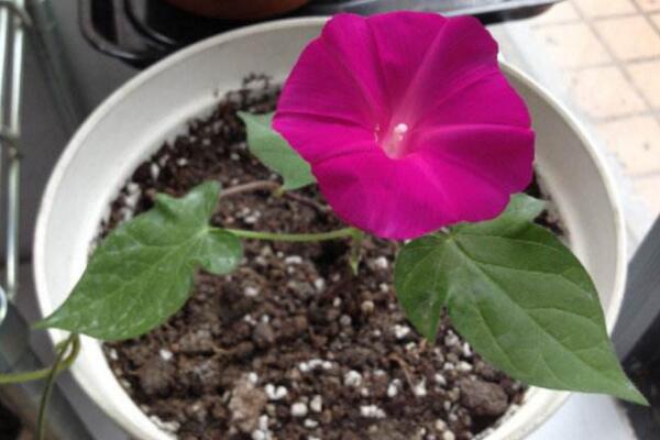 牽牛花的種植方法圖解,確保種子成活的4大要點