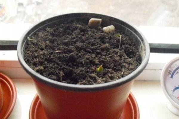 牽牛花的種植方法圖解,確保種子成活的4大要點