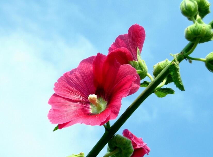 木芙蓉花什么時候開花,在每年的8到11月份開花