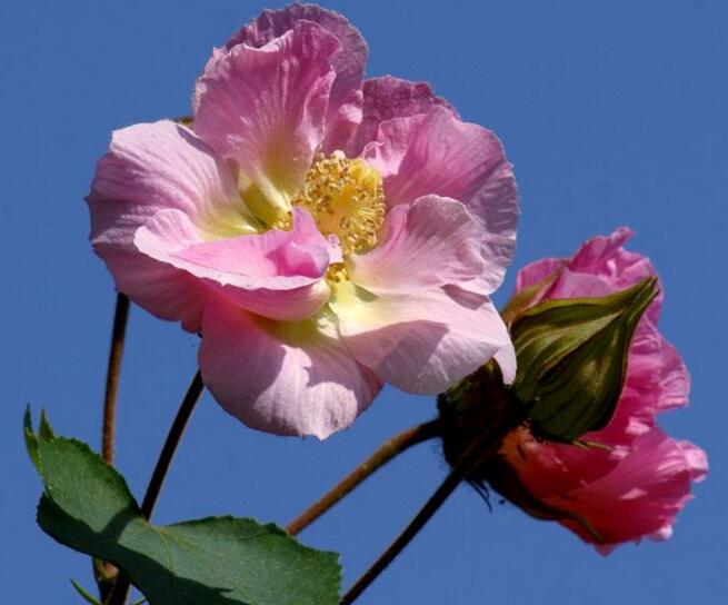 木芙蓉花什么時候開花,在每年的8到11月份開花
