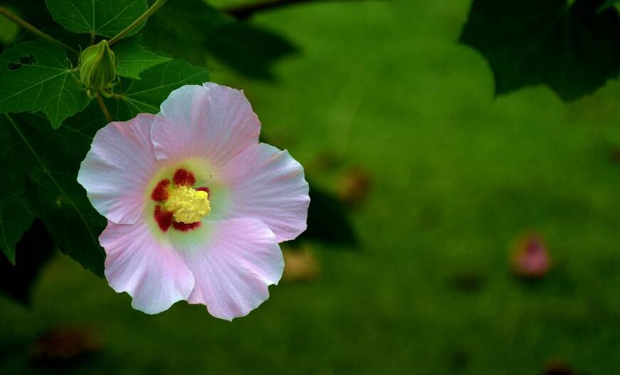木芙蓉花什么時候開花,在每年的8到11月份開花