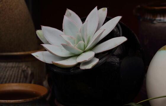 寶石花有哪些功效,美容養顏治便秘