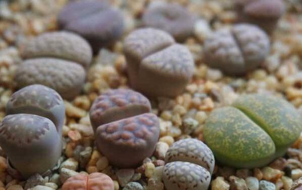 生石花用什么土最好,適宜的土壤配制