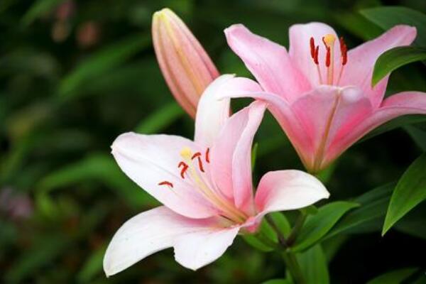 香水百合一年開幾次花,自然條件一年開一次/溫室栽培可以開兩次