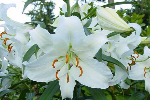 香水百合一年開幾次花,自然條件一年開一次/溫室栽培可以開兩次
