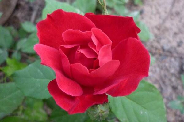 粉色薔薇花的花語,以及薔薇花花語大全