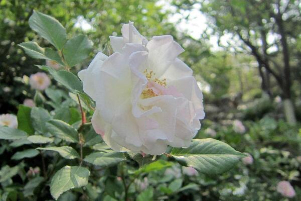 粉色薔薇花的花語,以及薔薇花花語大全