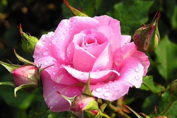 粉色薔薇花的花語,以及薔薇花花語大全