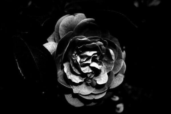 粉色薔薇花的花語,以及薔薇花花語大全