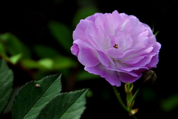 粉色薔薇花的花語,以及薔薇花花語大全