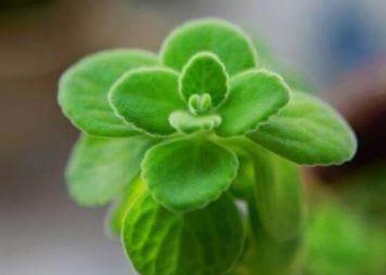 碰碰香爛根處理方法,老農總結兩種最簡單有效措施(輕度與重度)