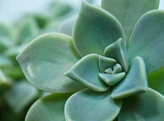寶石花怎么澆水,不同季節不同澆水量(控水為主)