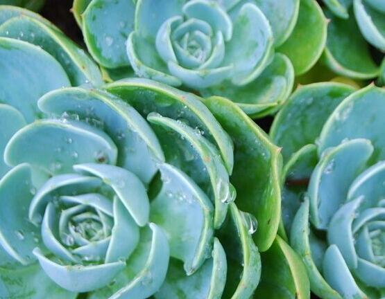 寶石花怎么澆水,不同季節不同澆水量(控水為主)